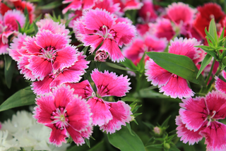Pink dianthus flowering plants